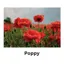 Kevin Milner Countryside Cards in Poppy Flower