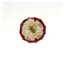 ShowQuest Newport Buttonhole in Burgundy/Cream/Gold