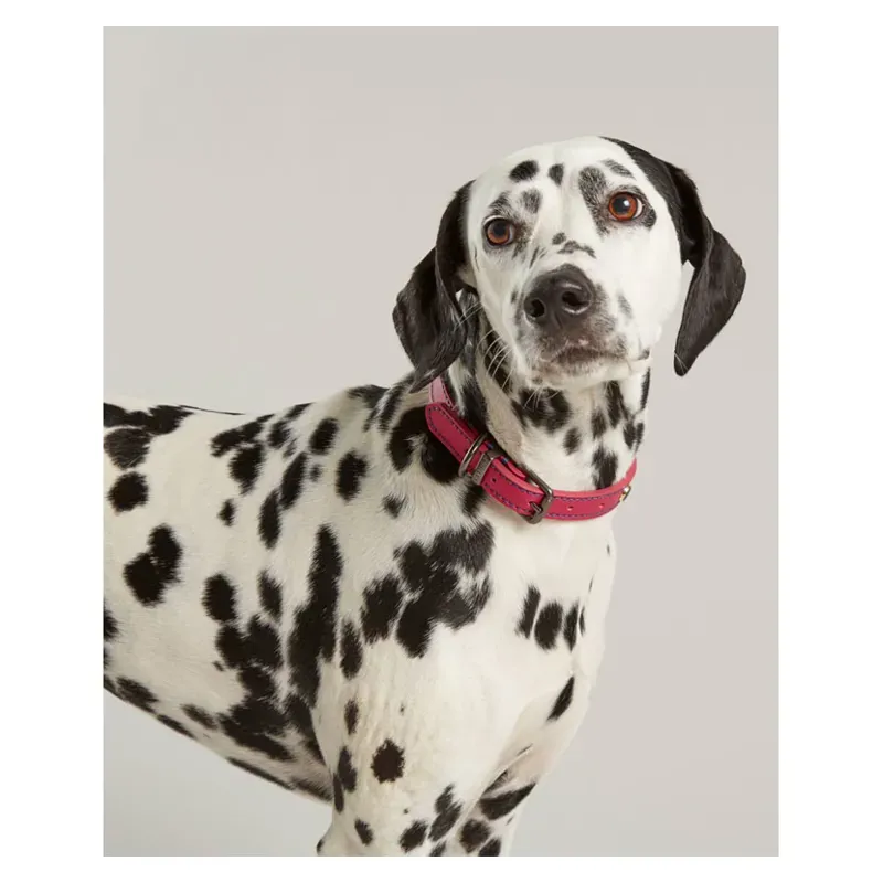 Joules Leather Dog Collar in Pink
