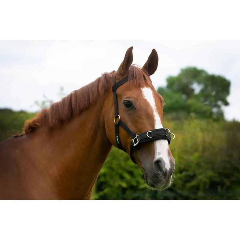 Cameo Lunging Cavesson - Full