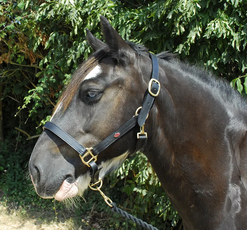 Windsor Leather Head Collar - Black-1