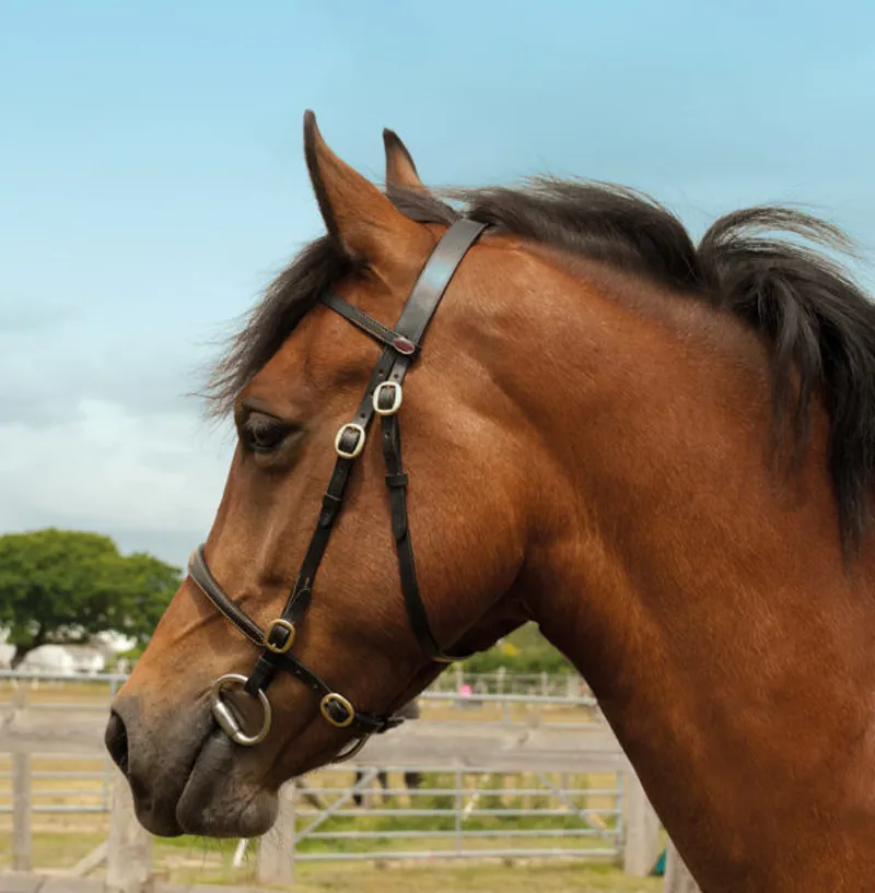 Windsor In-hand Bridle - Cob - Havana