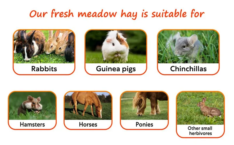 Meadow Hay Box 8kg-6