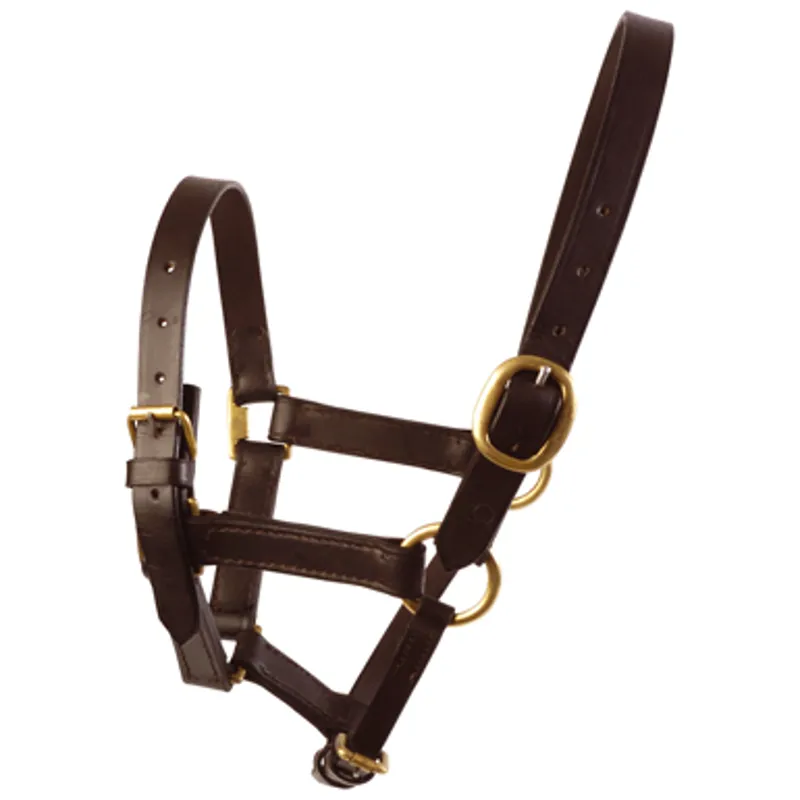 Jumpers Horse Line Foal Leather Headcollar In Black