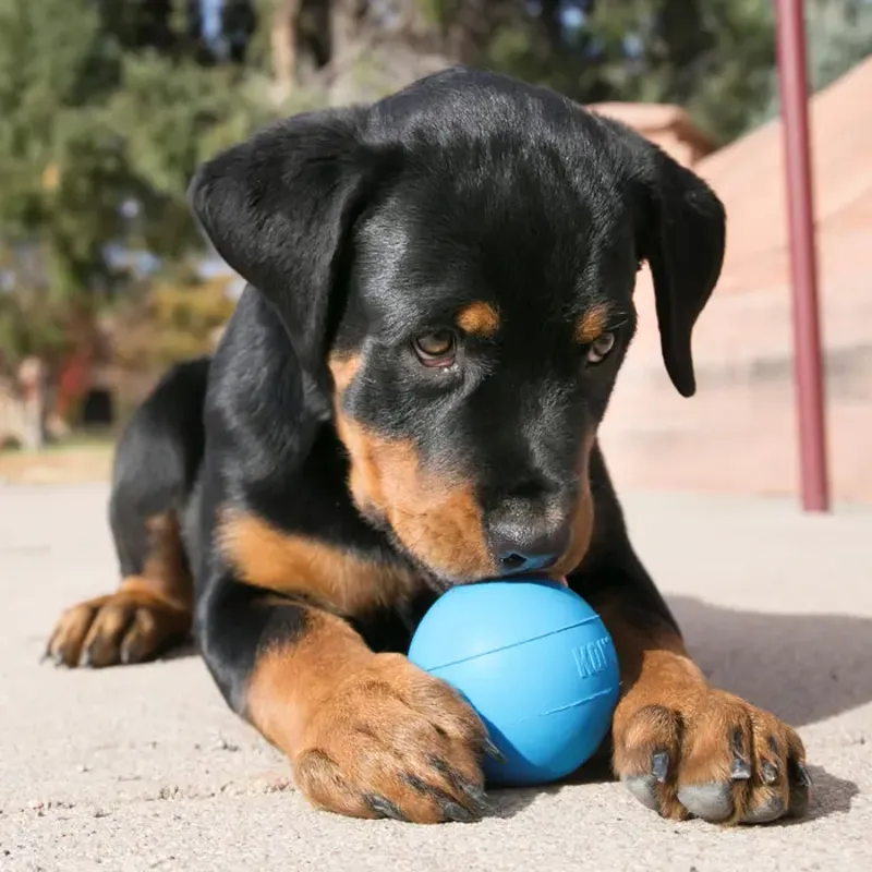 KONG Puppy Ball - Blue Small-3