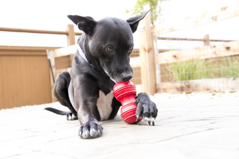 Kong Large Dental Toy in Red-1