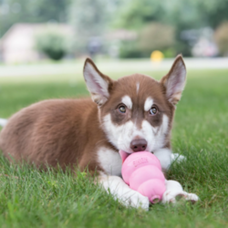 KONG Puppy Classic XS - Pink-2