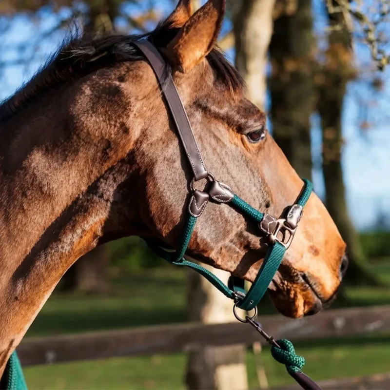 Cameo Rope Leather Headcollar and Leadrope