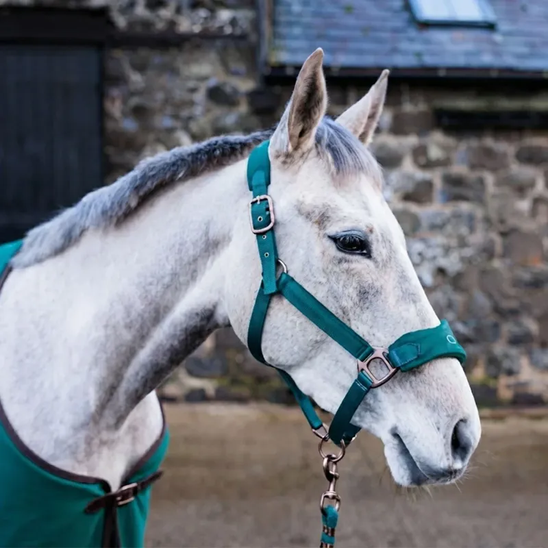Cameo Suede Elite Headcollar and Leadrope