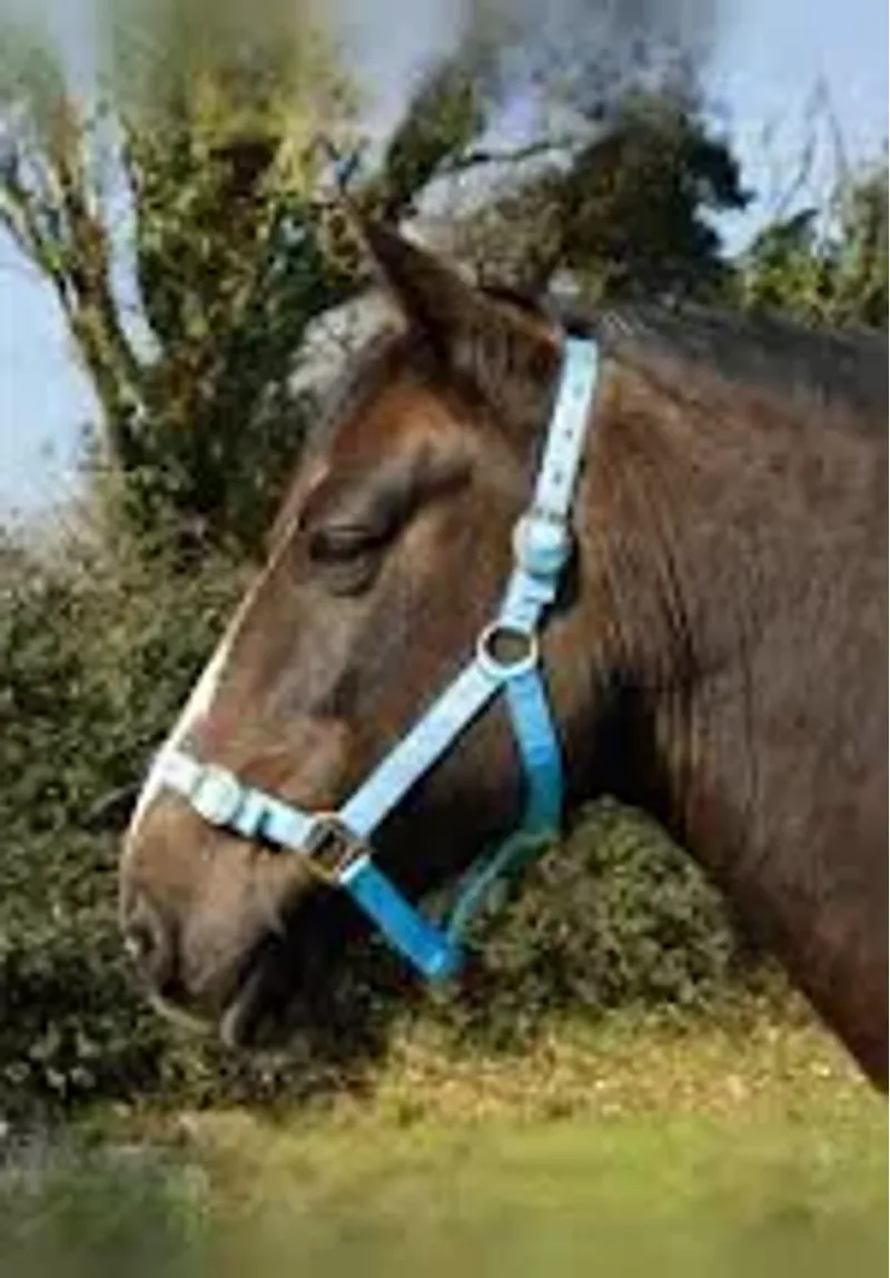 Rhinegold Nylon Headcollar - Shetland - Baby Blue