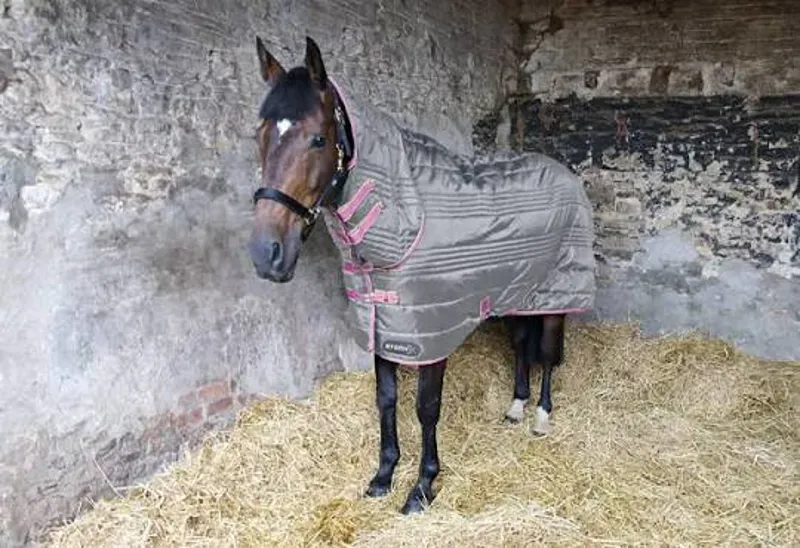 StormX Original 300 Combi Stable Rug - - Grey/Pink/Yellow
