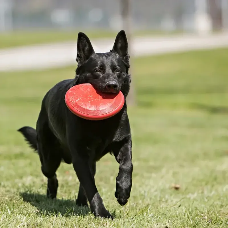 KONG Flyer Frisbee-2