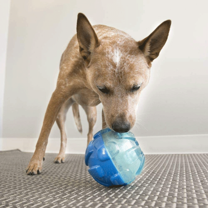 KONG Large Rewards Ball in Blue-2