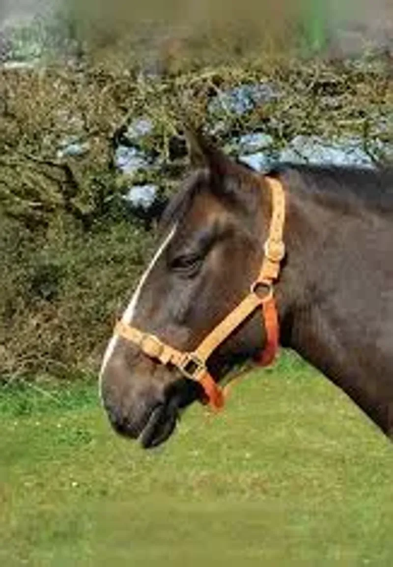 Rhinegold Nylon Foal Headcollar - Tangerine