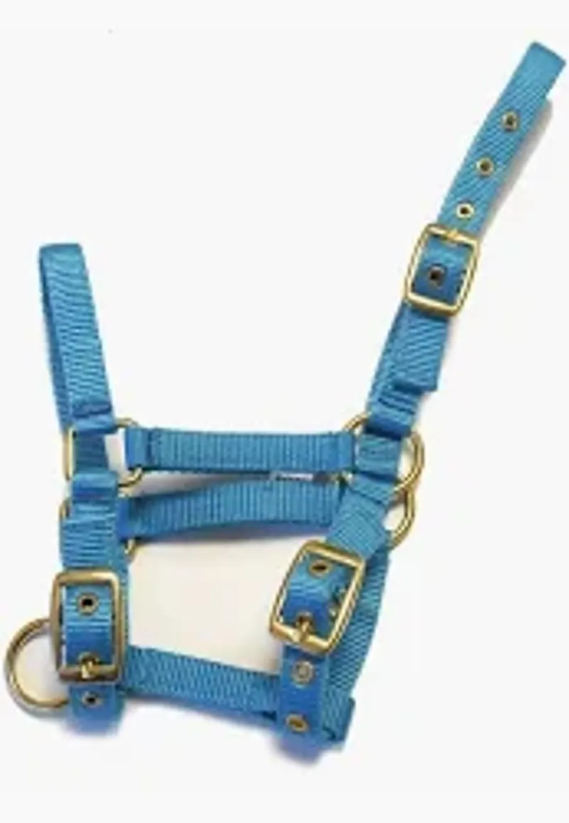 Rhinegold Nylon Foal Headcollar - Turquoise