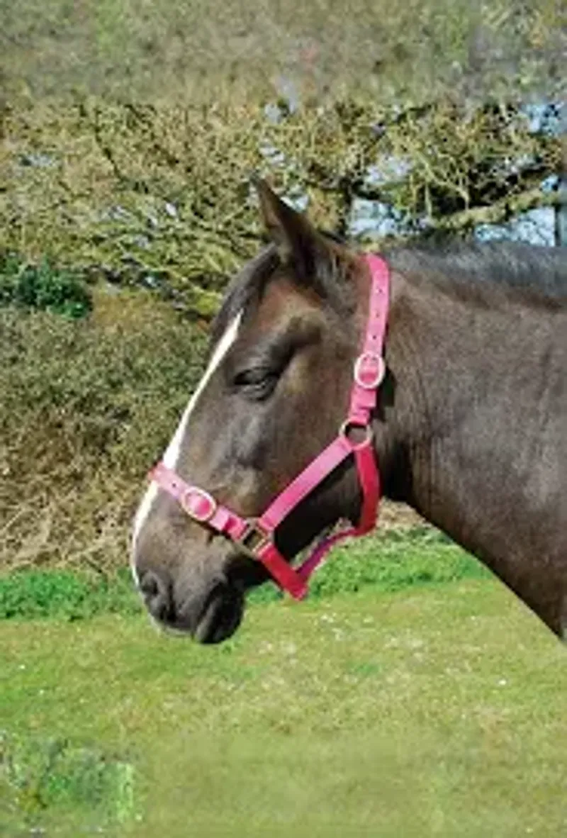 Rhinegold Nylon Headcollar - Shetland - Pink