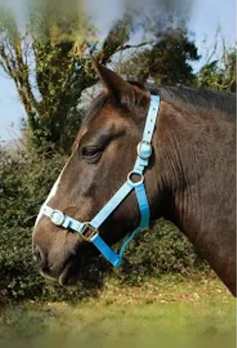 Rhinegold Nylon Headcollar - Shetland - Turquoise