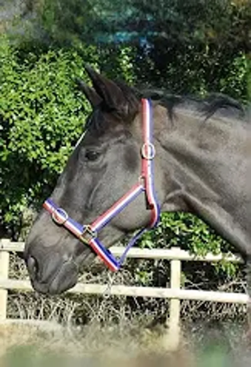 Rhinegold Nylon Headcollar - Shetland - Red/White/Blue