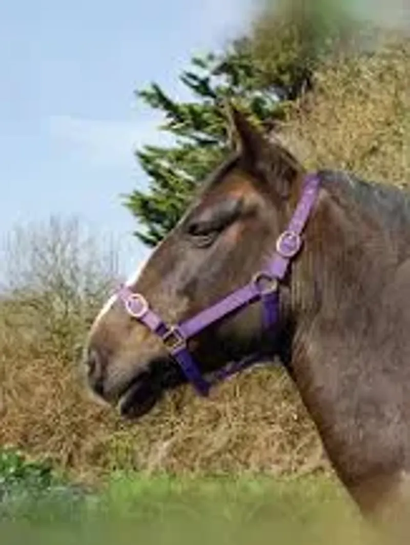 Rhinegold Nylon Headcollar - Shetland - Purple