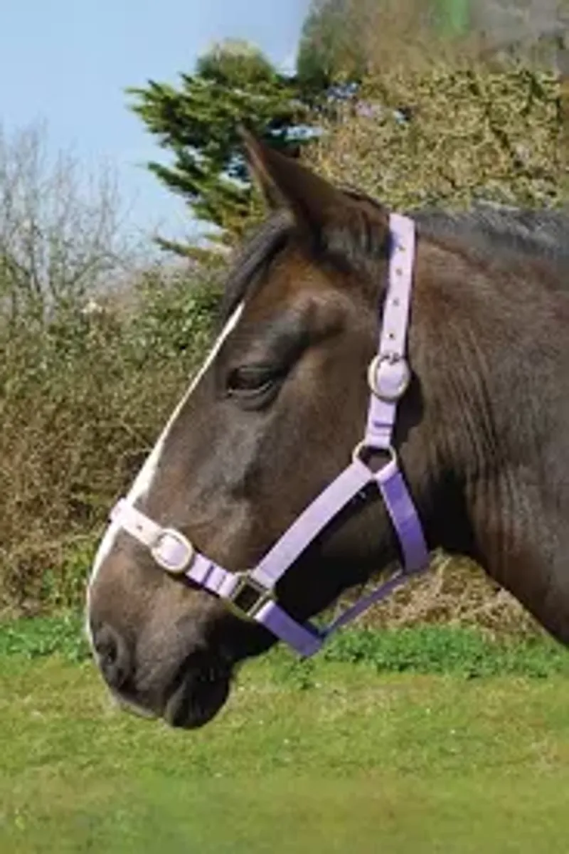 Rhinegold Nylon Headcollar - Shetland - Lilac