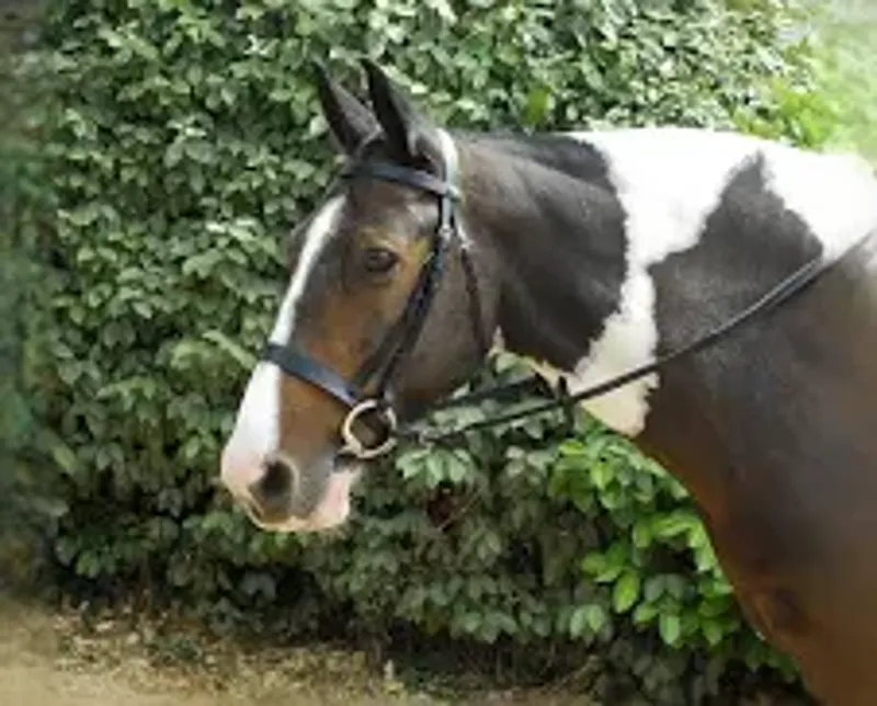 Windsor Plain Hunter Bridle - Full - Black