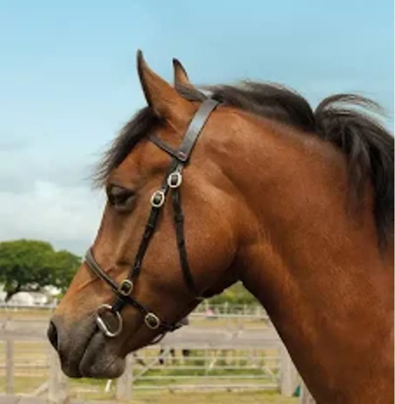 Windsor In-hand Bridle - Pony - Havana