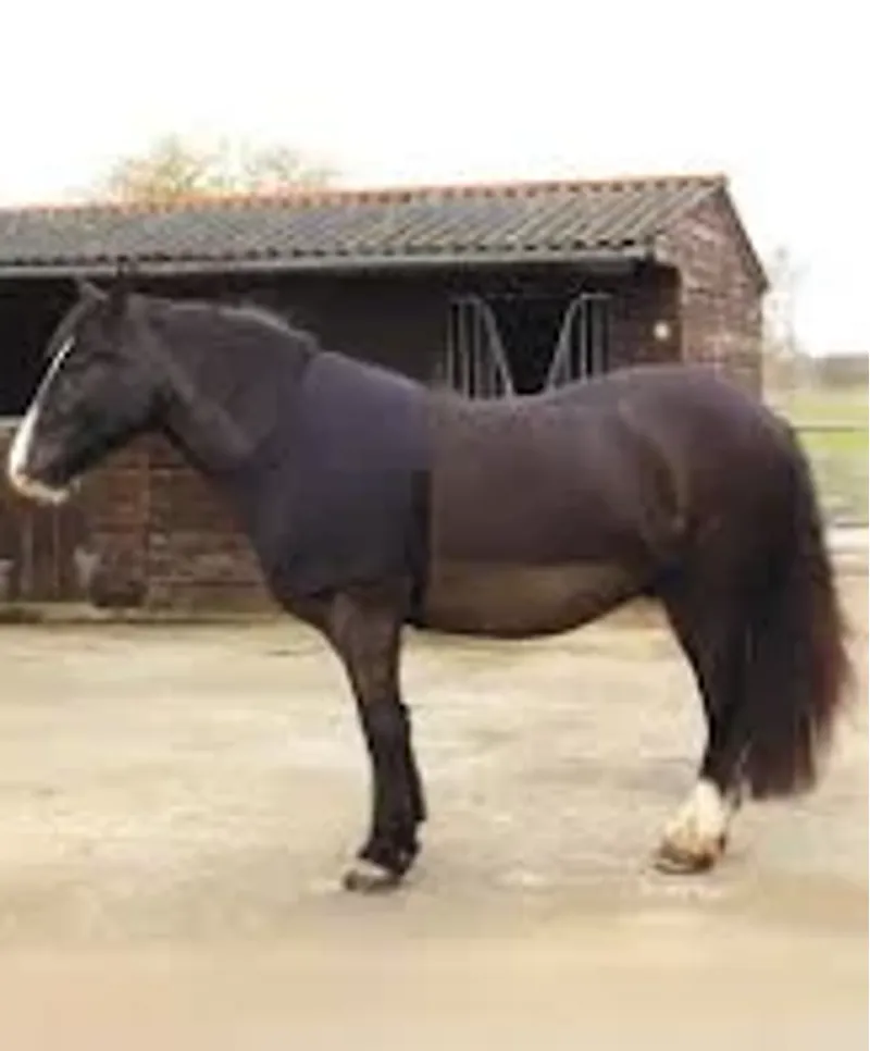 Rhinegold Satin Lycra Stretch Vest - Full - Black