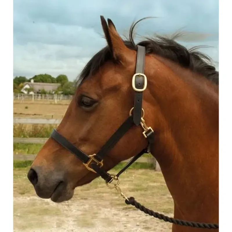 Windsor Leather Head Collar - Black