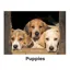 Kevin Milner Countryside Cards in Puppies