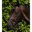 Premier Equine Rivere Snaffle Bridle in Brown