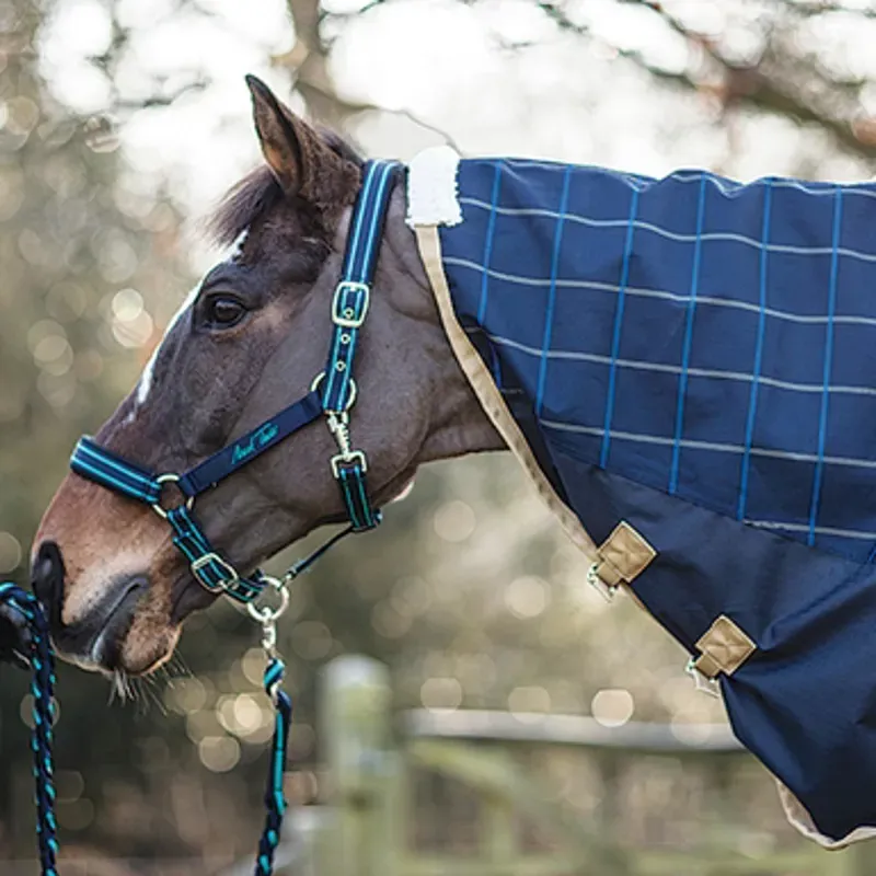 Mark Todd Cob Headcollar In Blue/Royal
