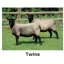 Kevin Milner Countryside Cards in Twins