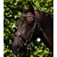 Premier Equine Veneto Anatomical Snaffle Bridle in Brown
