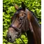 Premier Equine Verdura Anatomic Snaffle Bridle in Brown