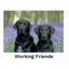 Kevin Milner Countryside Cards in Working Friends