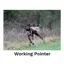 Kevin Milner Countryside Cards in Working Pointer