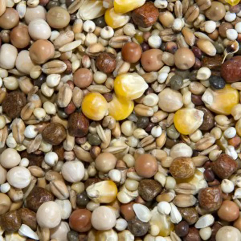 Bamfords Top flight Young Bird Racing 20kg-1